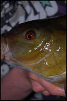 Bifogad bild: DSC_0634.JPG