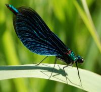 Bifogad bild: DSC_0332__2_.JPG