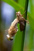 Bifogad bild: dragonfly_9746web.jpg