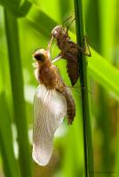 Bifogad bild: dragonfly_9768web.jpg