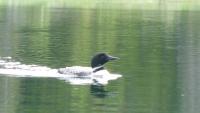 Bifogad bild: P1080960.JPG