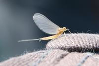 Bifogad bild: IMG_3270_01_600.jpg