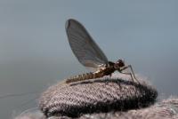Bifogad bild: IMG_0956_01.jpg