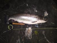 Bifogad bild: Havets_silver_4_3kg_70cm.JPG