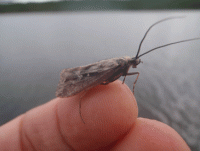 Bifogad bild: Sedge.gif
