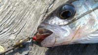 Bifogad bild: DSCN0847___Kopia.JPG