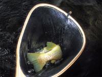 Bifogad bild: 6172_i_hven_1.jpg