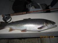 Bifogad bild: fiske 2011 090.jpg