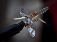 Bifogad bild: IMG_3907.jpg