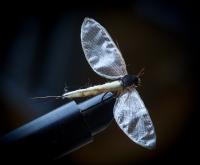 Bifogad bild: IMG_3886.jpg