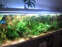 Bifogad bild: Akvarium 3.jpg