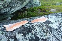 Bifogad bild: 2011 - Arjeplog 17.jpg