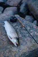 Bifogad bild: stor�ring2.jpg