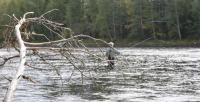 Bifogad bild: 14_river....JPG