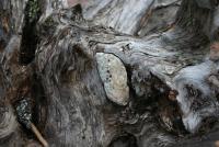 Bifogad bild: Woodstone....JPG