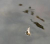 Bifogad bild: Baetis....JPG