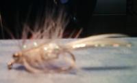 Bifogad bild: Fluga_1.jpg