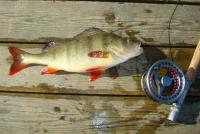 DSC08640_Medium.JPG