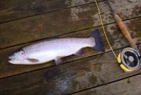 DSC08650_Medium.JPG