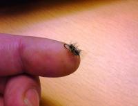DSC00010_Medium.JPG