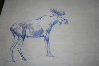 moose.JPG