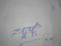 fox.JPG