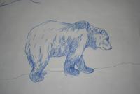 bear.JPG