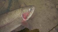 Bifogad bild: DSCN5336.JPG