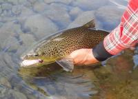Bifogad bild: Trout.jpg