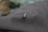 Bifogad bild: DSC_0338.JPG