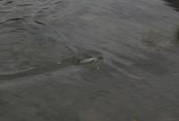 Bifogad bild: DSC_0407.JPG