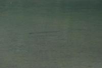 Bifogad bild: DSC_0390.JPG