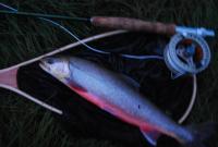 Bifogad bild: DSC_0343.JPG