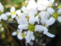 Bifogad bild: flower.jpg