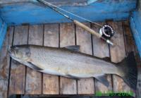 Bifogad bild: fiskebilder -08 097.JPG