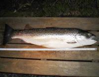Bifogad bild: trout2.jpg