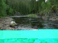 Bifogad bild: Trout Bum 2.JPG