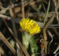 Bifogad bild: DSC_3586tn.JPG