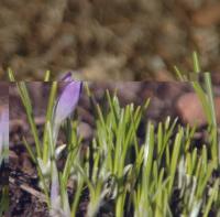 Bifogad bild: DSC_3500tn.JPG