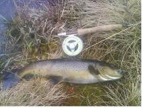 Bifogad bild: fisk.jpg