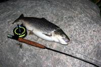 Bifogad bild: IMG_8444_2,425kg_53cm.jpg