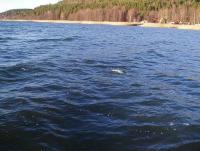 Bifogad bild: oring_rull.jpg