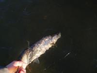 Bifogad bild: oring_release.JPG