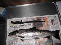 Bifogad bild: Fiske 016.jpg