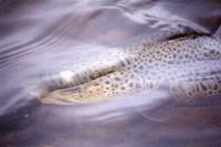 Bifogad bild: trout.jpg