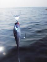 Bifogad bild: tratt_minnow.jpg