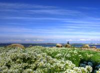 Bifogad bild: blomster.jpg