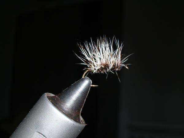 The Griffith's Gnat