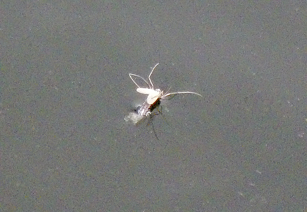 Fjädermygg - alternativa/nya mönster?