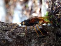 post-3316-0-46014900-1307778235_thumb.jp